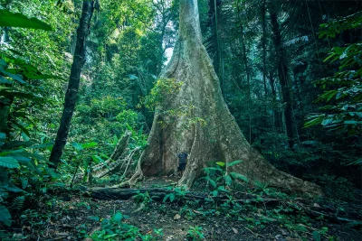 yazhubal - Halo Mirkówki i Mirki, pozdro z #tailandia #dzungla #mojezdjecie #earthpor...