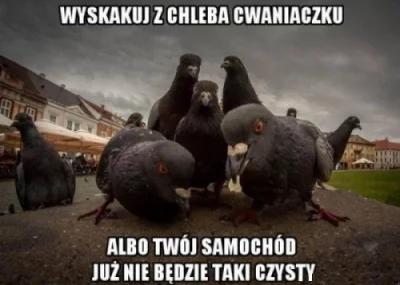 ploniak - #humorobrazkowy