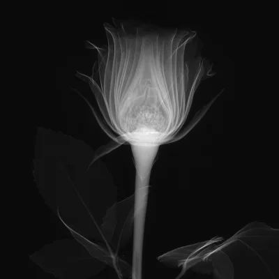 Cyckiemwtwarz - róża w promieniach rentgenowskich 
SPOILER
#nauka #ciekawostki #tro...