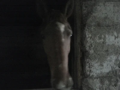 twisteros - @mudkipz: Tak żeby nie było że ściemniam... Sorry za jakość ale konie w b...