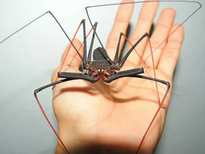 Bartholomew - Zasadniczo jest to pajęczak a nie pająk. Polska nazwa grupy gatunków to...