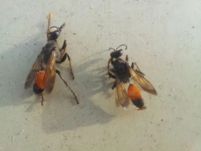 grekzorba - co to za #owady #owad #kiciochpyta siedział w ziemi na działce #przyroda