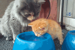 likk - mamełe uczy jak pić wodę

#koty #gif