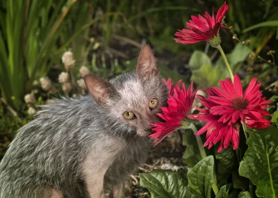 miaudoczka - kotek woncha kwiaty
