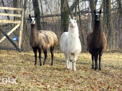 martusiek - Lamy są wykorzystywane jako zwierzęta pasterskie. Ze względu na swoje agr...