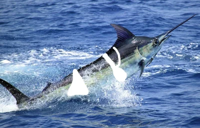 u.....s - > Marlin



@NoOne3: