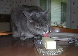 Farorz - Koty liżą masło # pdk