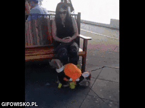 Justyna712 - #smiesznypiesek #heheszki #zwierzaczki #gif #psy #humor