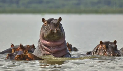 likk - #dziendobry mirki



#zwierzeta #natura #przyroda #hipopotamy



Fot. Sergey K...