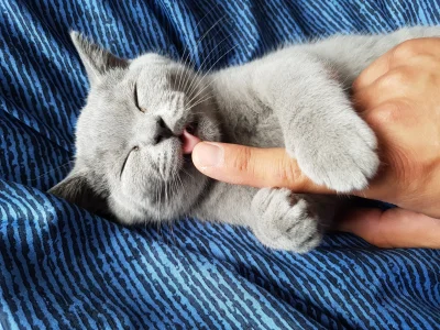 Asgareth - Uśmiechnięty kot. Może chcesz go mieć? 

#minipuczinelki #cieszynpuczigaj ...
