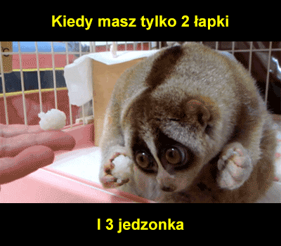 s.....i - #smiesznypiesek #gif #cukiernadzis

:3