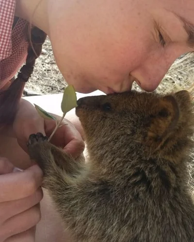 mfek00 - *cmok*
#quokka #quokkanadzis #zwierzaczki #dziendobry