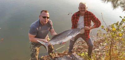 mOzdzierz - #wedkarstwo 
Takie cuda u mnie na łowisku,komercja, foto nie moje