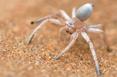 DuchBieluch - Carparachne aureoflava – gatunek pająka występujący na pustyni Namib w ...