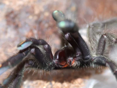 NajwyzszaFormaSztuki - Psalmopoeus irminia. To był dzikus :D Zdjęcie jest ciekawe pon...