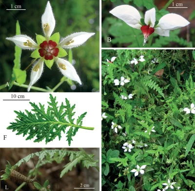 Lifelike - A new striking and critically endangered species of Nasa (Loasaceae, Corna...