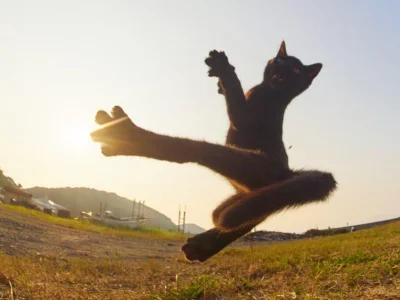 NERP - Długo trenowałem na swój sukces
KarateKat
#koty #smiesznekotki #smiesznypies...