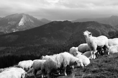 szon - #dziwnypiesek #tatry #moje #fotografia #gory

@no-login to i ja wygrzebałem 

...