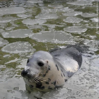 tracheotomia - Majestatyczna #foczka w helskim fokarium (｡◕‿‿◕｡)
#foczkaboners #smie...