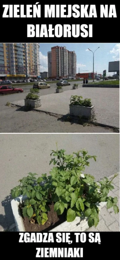 Tentypsie_patrzy - Wygląda nawet spoko xD 

#humorobrazkowy #ogrodnictwo #bialorus