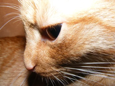 MuchaKasia - koteł na #dziendobry



Z miłości go zgrubłam i teraz jego brzuch jest c...