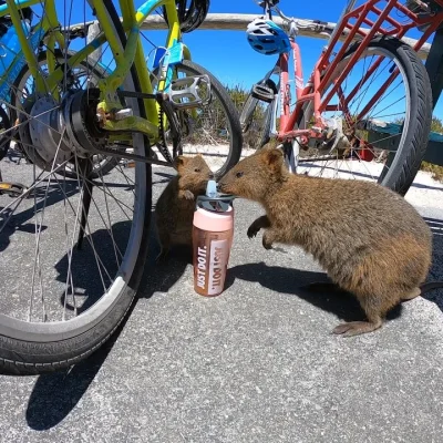 mfek00 - Taka pogoda w sam raz na rower
#quokka #quokkanadzis #zwierzaczki