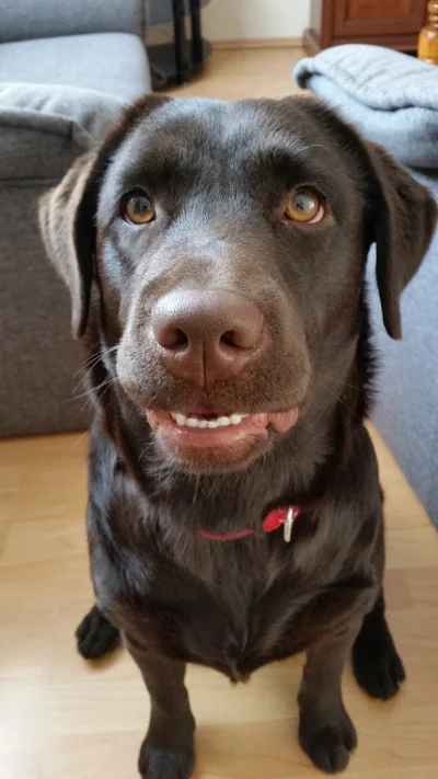 drago - grubeł :)
#pokazpsa #labrador #smiesznypiesek