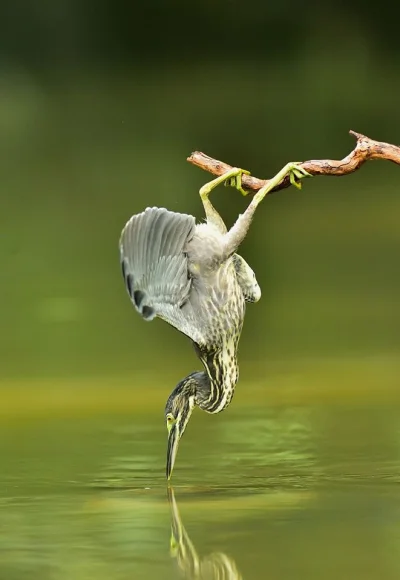 Lifelike - Czapla (Ardea sp.)
Autor
#photoexplorer #fotografia #przyroda #natura #o...