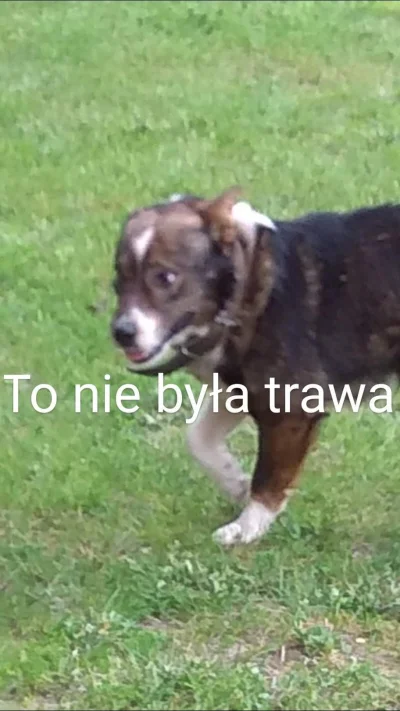 GalNoname - Mirki, mojego psa #!$%@?ło. ( ಠ_ಠ)
#smiesznypiesek