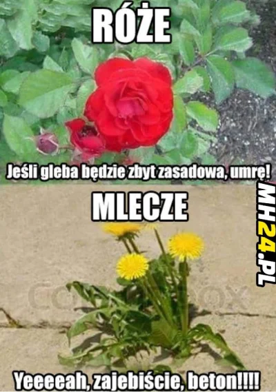 dawid110d - Bądź jak mlecz! Bądź twardy, a nie miętki! 

#heheszki #humorobrazkowy