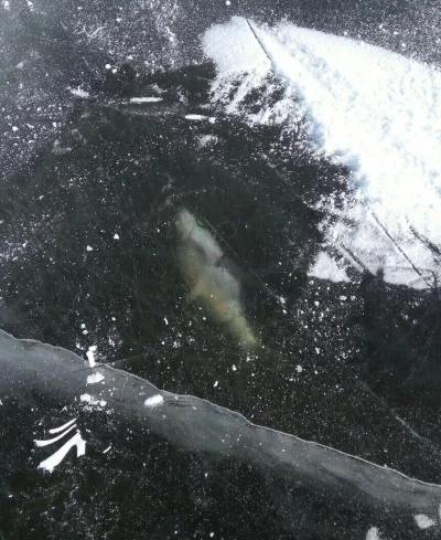 jakiezycietakiarab - #wtf

Znalazłem zamarznięta rybe w lodzie xDDD

#zegrze #zalewze...