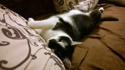 Yahto - A tak wypoczywa mój kot.

http://imgur.com/a/uRo9q

#pokazkota #fotografia #h...