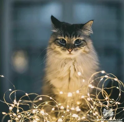 kamisan - Piękne świąteczne kitku dla tych co nie dostali prezentu #koty #smiesznekot...