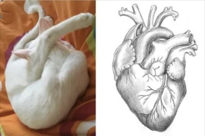 yosemitesam - #anatomia #koty #smiesznykotek