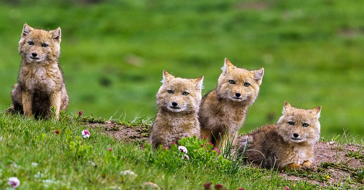 Щенки тибетской лисы