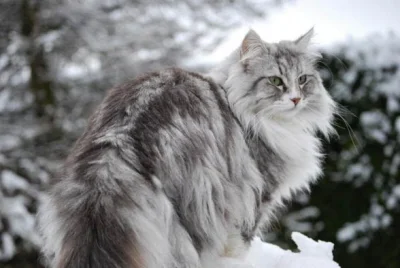 Sdfghjkl - @przeczki: Na kotach się nie znam ale kot leśny norweski jest ładny. Nie m...