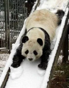 smaily - To jest prawdziwa panda na lodzie :