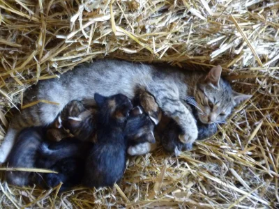 Igoras - Oto kotka, która opiekuje się 4 kociakami i 6 małymi królikami po tym jak kr...