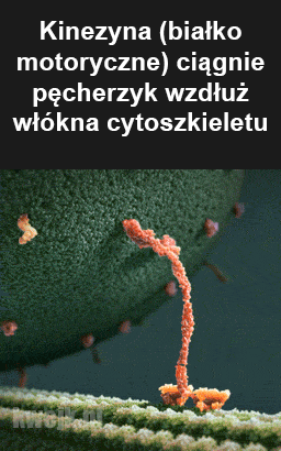 Twinkle - #ciekawostki #nauka #biologia