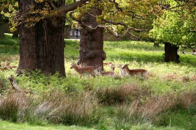 asique - Takie tam, z Londynu
#londyn #uk #richmond #emigracja