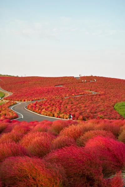 Lookazz - > Hitachi seaside park, Hitachinaka, Ibaraki, Japan



#earthporn #fotograf...