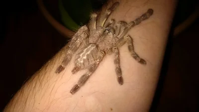 K.....d - P.regalis - jakieś L8 chyba czy coś takiego ;) z zregenerowanym odnóżem

...