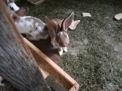 M.....a - Jeszcze 2miesiące i będzie miękkie futerko na czapke do reko i pyszne delik...