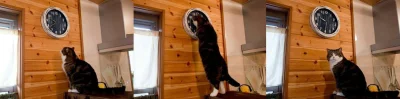 JerryStoned - karmienie o 9:30, może nie zauważy...
#heheszki #kot #koty