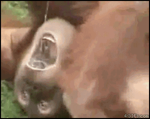 mactrix - Jak mija sobota ( ͡° ͜ʖ ͡°) #humor #gif #orangutan