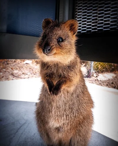 aloszkaniechbedzie - Akuku zaraz weekend ʕ•ᴥ•ʔ 

#quokkanadzis #quokka #zwierzaczki