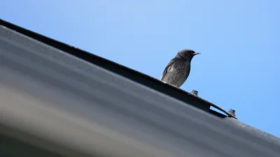 sedros - Kopciuszek na dachu.

Jedno dodatkowe ujęcie tego ptaszka znajduje się w t...