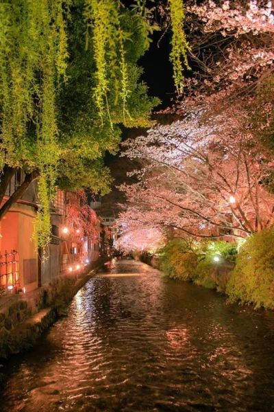 Lookazz - > Cherry trees at night in Gion, Kyoto, Japan
#dzaponialokaca <==== czarnol...