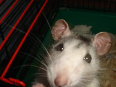 meggy - Dzień dobry, mam na imię #ziutek i jestem #szczur'em. :]