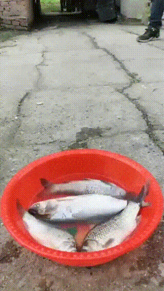 ZapomnialWieprzJakProsiakiemByl - #wedkarstwo #ptaki #grubyoszust #zlodzieje #ryby #b...